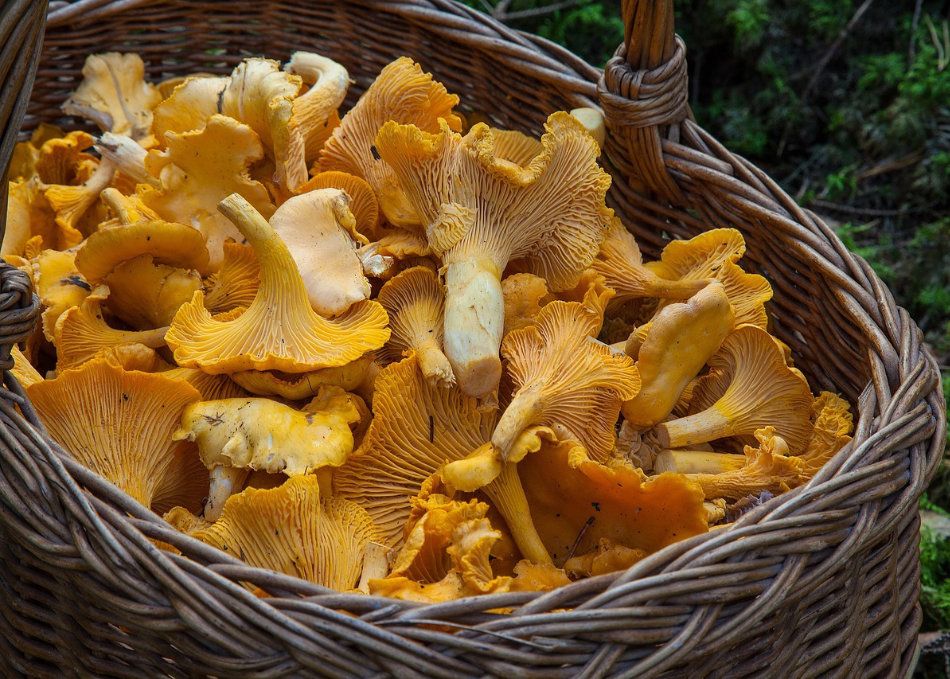 Soluzioni per coltivare funghi a casa con NaturNext