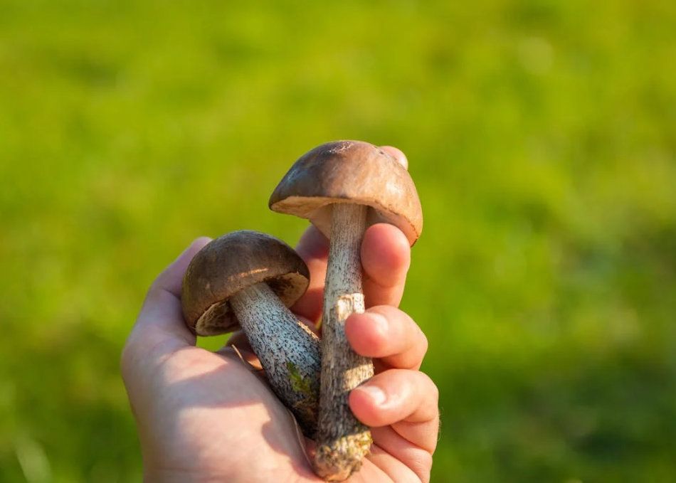 Tecniche di coltivazione funghi in casa