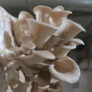 Immagine di SUBSTRATO PLEUROTUS OSTREATUS – VAR. CALIFORNIA