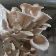 Imagen de SUSTRATO PLEUROTUS OSTREATUS – VAR. CALIFORNIA
