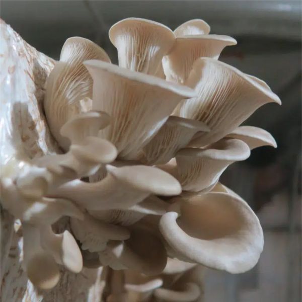 Imagen de SUSTRATO PLEUROTUS OSTREATUS – VAR. CALIFORNIA