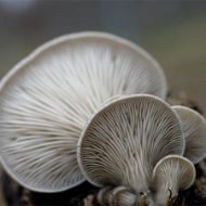 Immagine di SUBSTRATO PLEUROTUS OSTREATUS – VAR. CALIFORNIA