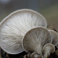 Imagen de SUSTRATO PLEUROTUS OSTREATUS – VAR. CALIFORNIA