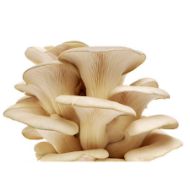 Immagine di SUBSTRATO PLEUROTUS OSTREATUS – VAR. CALIFORNIA