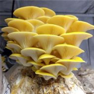 Immagine di SUBSTRATO PLEUROTUS CITRINOPILEATUS