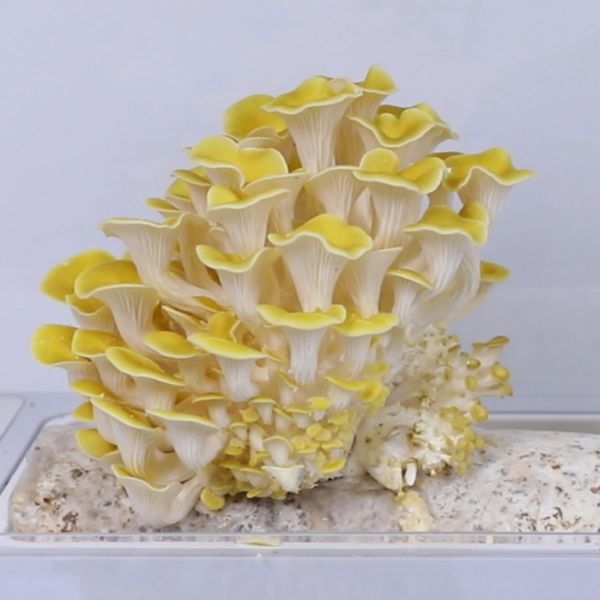 Bild von SUBSTRAT PLEUROTUS CITRINOPILEATUS