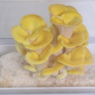 Immagine di SUBSTRATO PLEUROTUS CITRINOPILEATUS