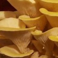 Immagine di SUBSTRATO PLEUROTUS CITRINOPILEATUS