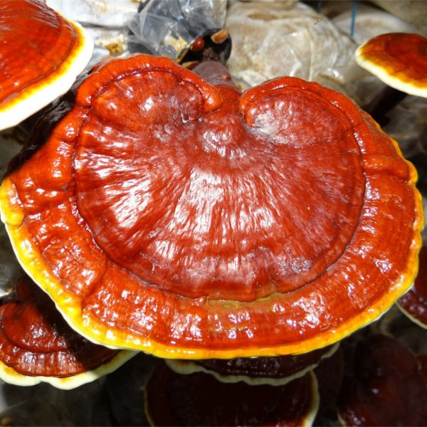 Immagine di SUBSTRATO GANODERMA LUCIDUM - REISHI