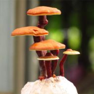 Immagine di SUBSTRATO GANODERMA LUCIDUM - REISHI