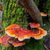 Immagine di SUBSTRATO GANODERMA LUCIDUM - REISHI