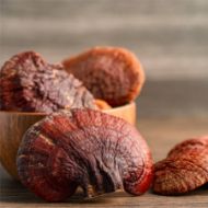 Immagine di SUBSTRATO GANODERMA LUCIDUM - REISHI