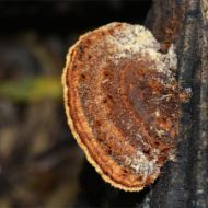 Immagine di SUBSTRATO GANODERMA LUCIDUM - REISHI