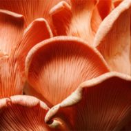 Immagine di SUBSTRATO PLEUROTUS DJAMOR