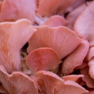 Immagine di SUBSTRATO PLEUROTUS DJAMOR