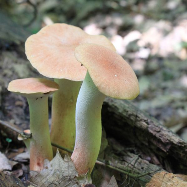 Immagine di SUBSTRATO PLEUROTUS ERYNGII - CARDONCELLO