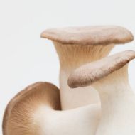 Immagine di SUBSTRATO PLEUROTUS ERYNGII - CARDONCELLO