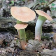 Immagine di SUBSTRATO PLEUROTUS ERYNGII - CARDONCELLO