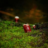 Immagine di Micelio Funghi Ganoderma Lucidum (Reishi)