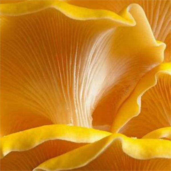 Immagine di Micelio Funghi Oyster golden (Pleurotus Citrinopileatus)