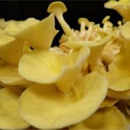 Immagine di Micelio Funghi Oyster golden (Pleurotus Citrinopileatus)