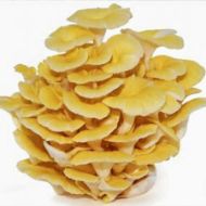 Immagine di Micelio Funghi Oyster golden (Pleurotus Citrinopileatus)