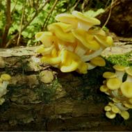 Immagine di Micelio Funghi Oyster golden (Pleurotus Citrinopileatus)