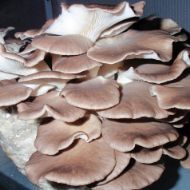 Immagine di SUBSTRATO PLEUROTUS POLMONARIUS