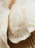 Immagine di SUBSTRATO PLEUROTUS POLMONARIUS