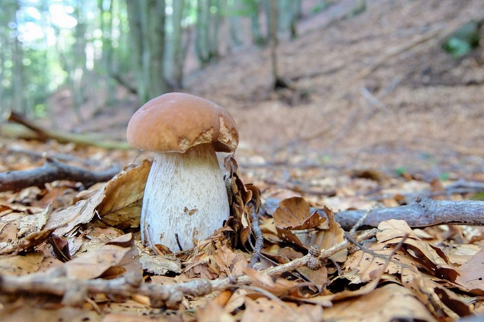 Il Boletus Edulis: alla scoperta del re dei funghi