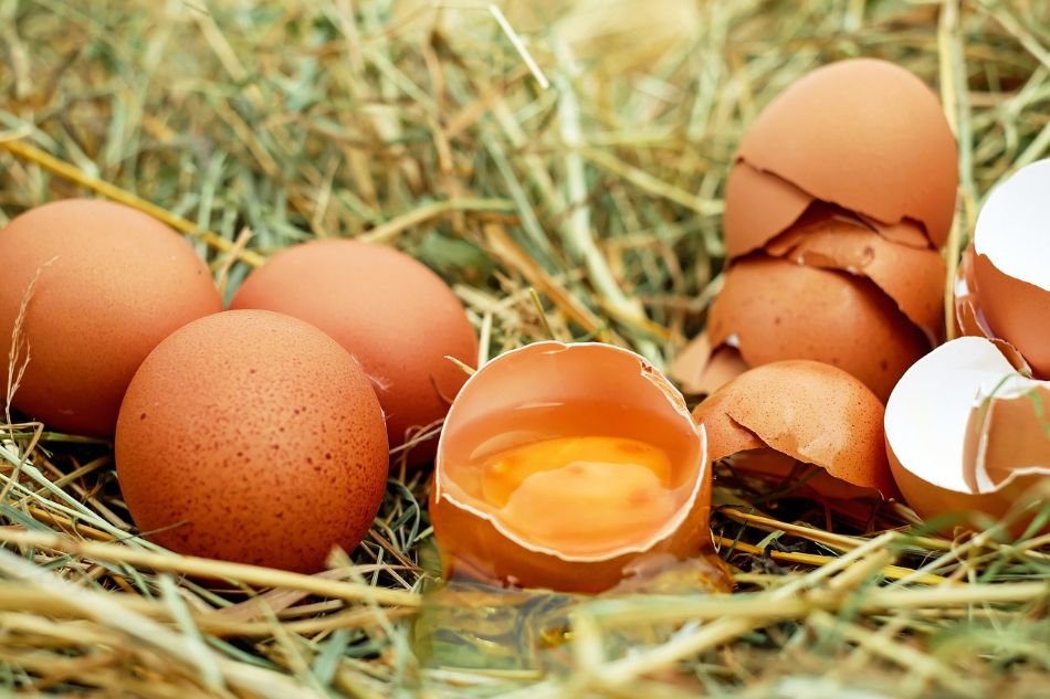 Fertilizar un sustrato con huevos