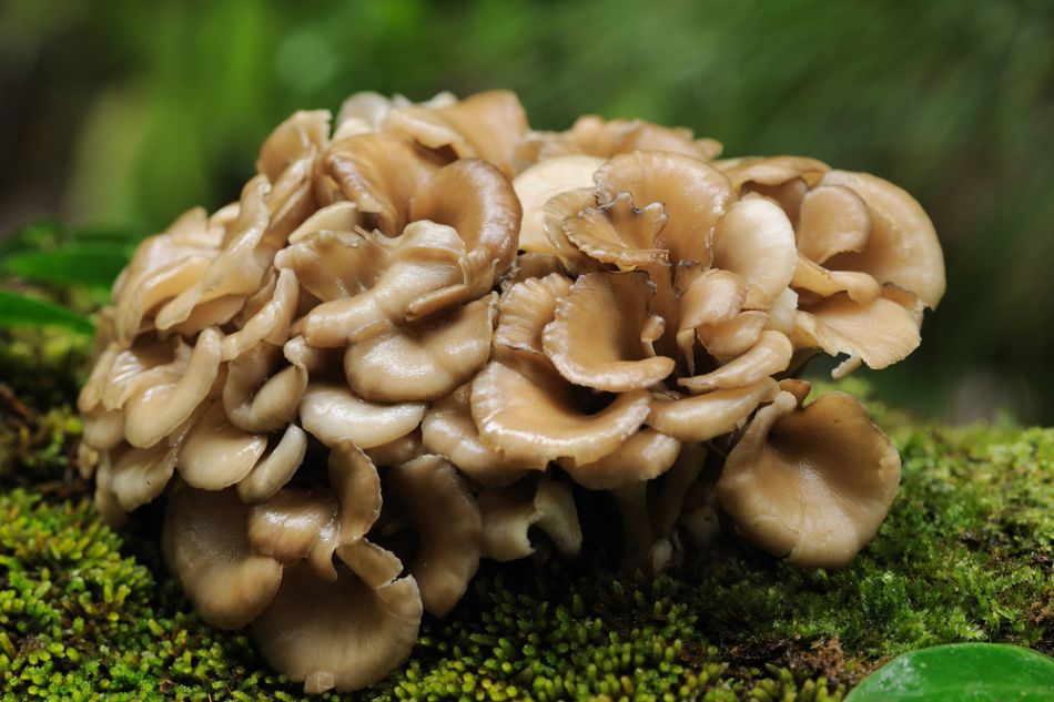 Maitake: il fungo danzante