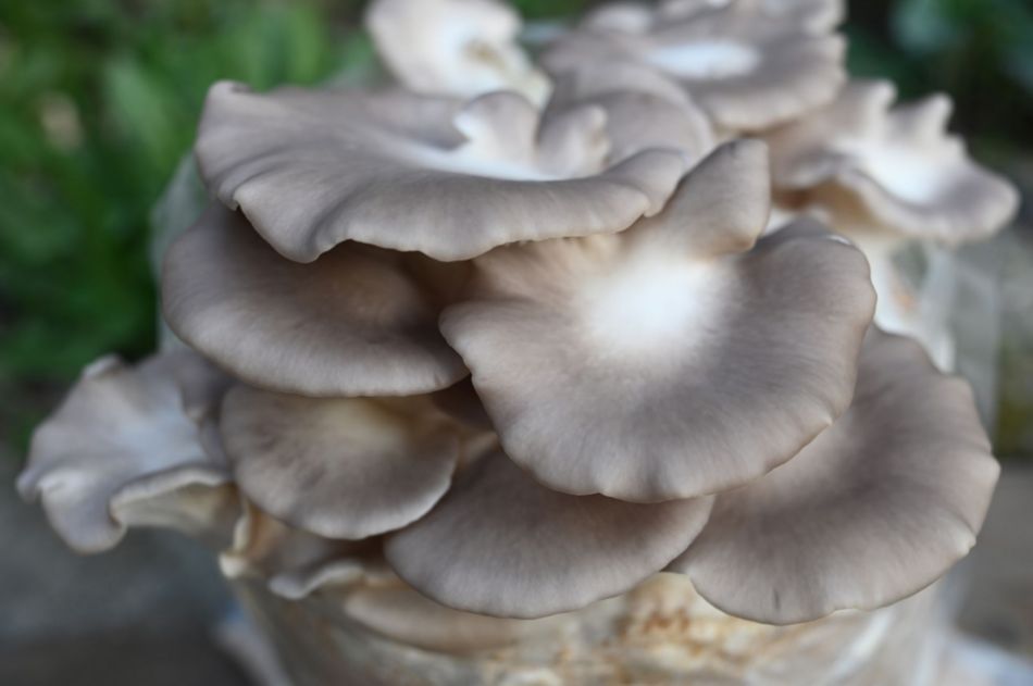 Pleurotus Pulmonarius: caratteristiche