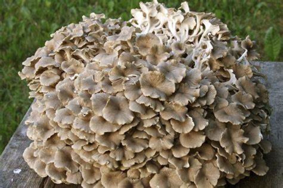 Un tesoro del bosco: il Maitake