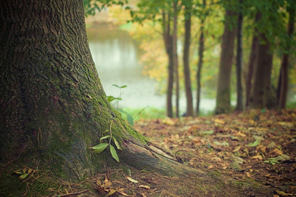 Habitat del Maitake: dove nasce il fungo danzate?