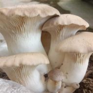 Immagine di PACK PLEUROTUS