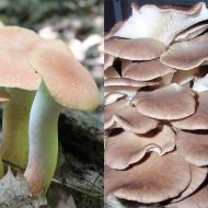 Immagine di PACK PLEUROTUS