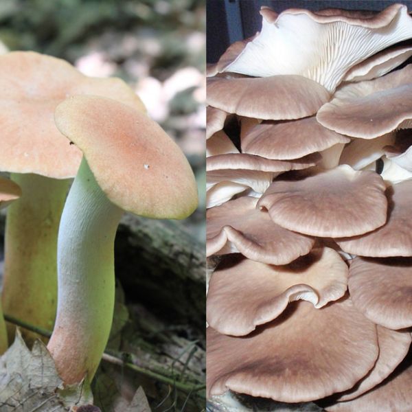 Immagine di PACK PLEUROTUS