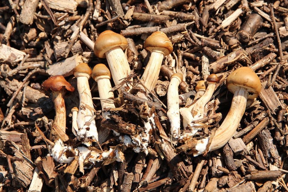 Come inoculare funghi con tasselli di micelio