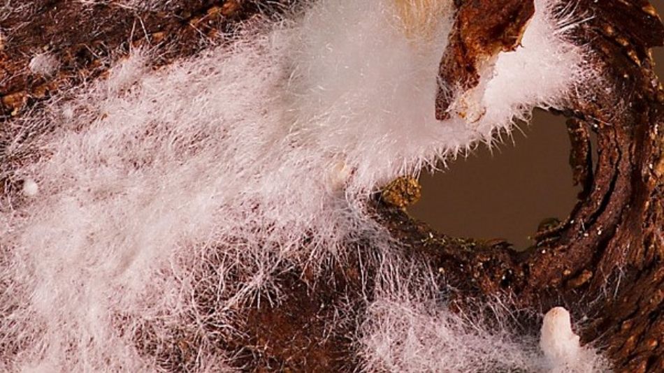 Mycélium : le cœur caché des champignons