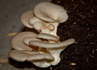 Immagine di SUBSTRATO PLEUROTUS SAJOR–CAJU