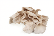 Immagine di SUBSTRATO PLEUROTUS SAJOR–CAJU